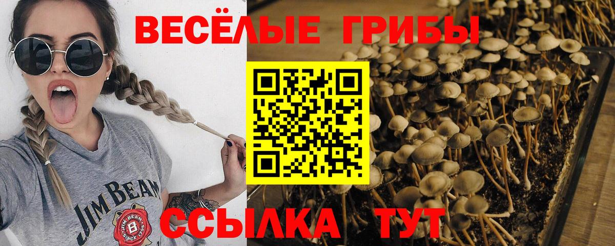 где купить наркоту  Вход с VPN  Петропавловск-Камчатский  Псилоцибиновые грибы мицелий 